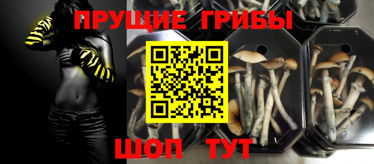 дарнет шоп  Псилоцибиновые грибы Cubensis  Вход с VPN  Псилоцибиновые грибы ЛСД  Ишим 
